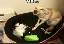 the dog ate my homework Meme Template