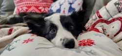 border collie Meme Template