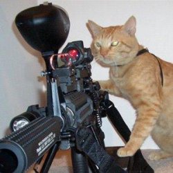 cat with gun Meme Template