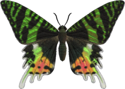 Madagascan sunset moth Meme Template