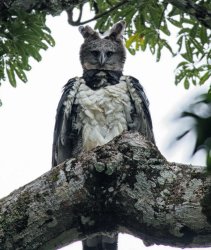 Harpy Eagle Meme Template