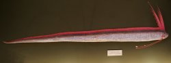 Oarfish Meme Template