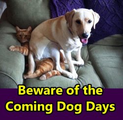 Dog Days are Coming Meme Template