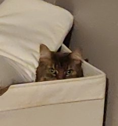 Kitten in a box Meme Template