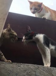 3 Cats Meme Template