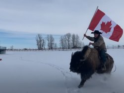 Canada Buffalo Cowboy Meme Template