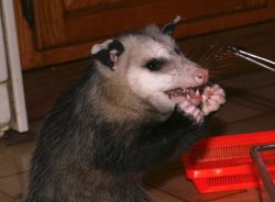 Why possum Meme Template