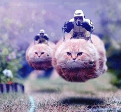Storm Trooper Cats Meme Template