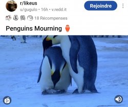Penguin morning Meme Template