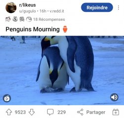 Penguins Mourning Meme Template