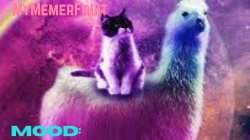 MyMemerFruit Galaxy cat Meme Template