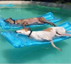 Water dogs Meme Template