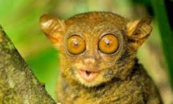 Messenger from Antigone Meme Template