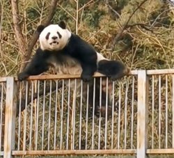 Panda Over Fence Meme Template