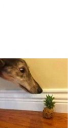 Dog looks at pineapple Meme Template