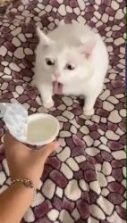 Oehmen Meme Template