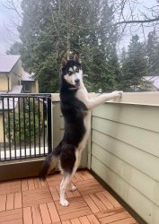 Husky standing at fence Meme Template