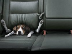 funny dog back seat Meme Template