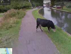 Privacy-Google-Cow Meme Template