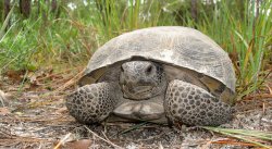 Gopher Tortoise Meme Template