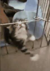 kitten trapped in cage Meme Template