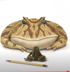 Small Frog, Big Frog Meme Template