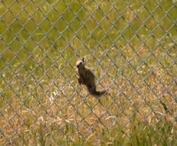 lizard on a fence Meme Template
