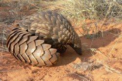 Pangolin Meme Template