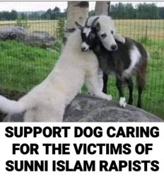 Support Dog Meme Template