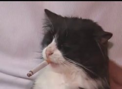 Smoking Cat Meme Template