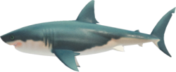 Great white shark Meme Template