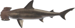 Hammerhead shark Meme Template