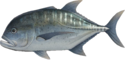 Giant trevally Meme Template