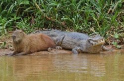 Capybara and crocodile Meme Template