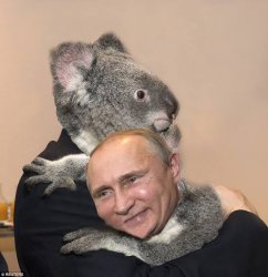 Putin koala Meme Template