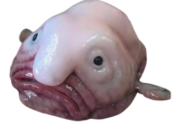 Blob Fish Meme Template