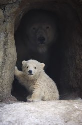 Baby polar bear and mother Meme Template