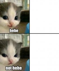Cute cat hehe and not hehe Meme Template