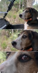 Dog staring Meme Template