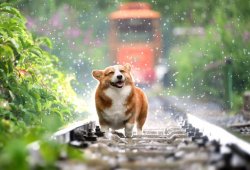 happy dog in front of train Meme Template