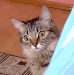 sus cat Meme Template