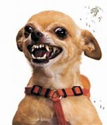 Rabid Chihuahua Meme Template