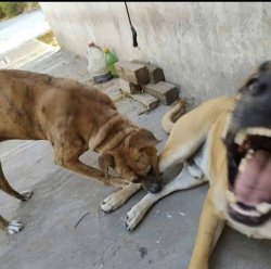 Doggo be bitin' Meme Template