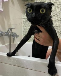 wet black cat Meme Template