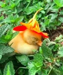 Happy duck with flower hat Meme Template