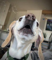 Happy Birthday Beagle Meme Template