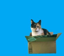 calico cat in box Meme Template