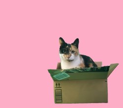 calico cat in box Meme Template