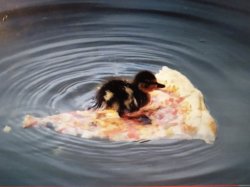 Duck in a pizza boat Meme Template