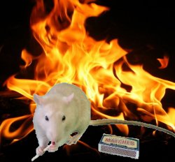 mischievous rat with match Meme Template